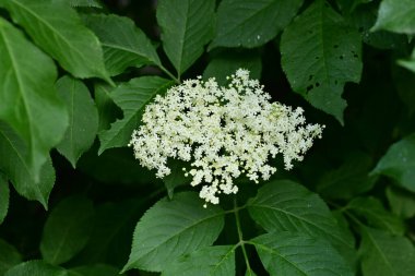 Yaz bahçesinde açan güzel çiçekler, doğa konsepti arka planı.