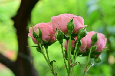 Yaz bahçesinde açan güzel çiçekler, doğa konsepti arka planı.