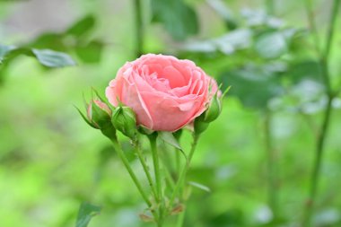 Yaz bahçesinde açan güzel çiçekler, doğa konsepti arka planı.