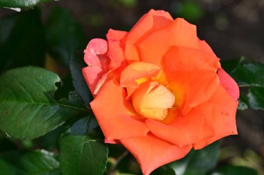 Yaz bahçesinde açan güzel çiçekler, doğa konsepti arka planı.