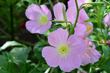 Yaz bahçesinde açan güzel çiçekler, doğa konsepti arka planı.