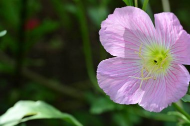 Bahçedeki yumuşak pembe çiçek, kapat 