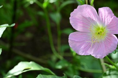 Bahçedeki yumuşak pembe çiçek, kapat 