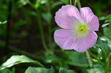 Bahçedeki yumuşak pembe çiçek, kapat 