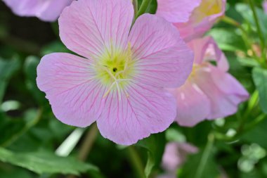 Bahçedeki yumuşak pembe çiçekler, kapat 