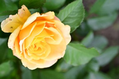 Bahçede açan güzel gül çiçeği, yakın.             