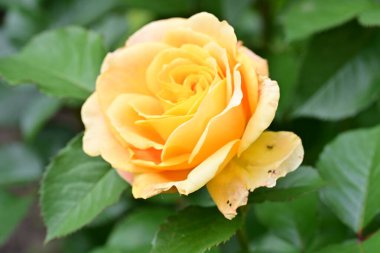 Bahçede açan güzel gül çiçeği, yakın.             