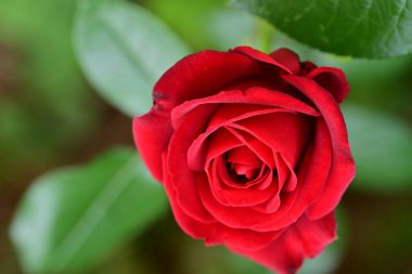 Bahçede açan güzel gül çiçeği, yakın.             