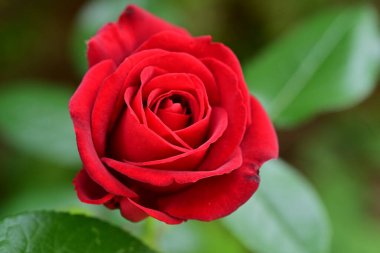 Bahçede açan güzel gül çiçeği, yakın.             