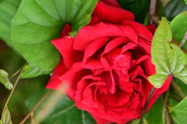 Bahçede açan güzel gül çiçeği, yakın.             