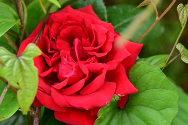 Bahçede açan güzel gül çiçeği, yakın.             