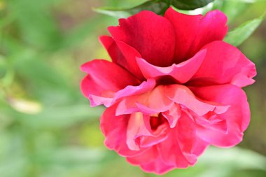 Bahçede açan güzel gül çiçeği, yakın.             