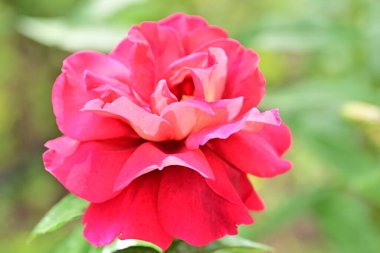 Bahçede açan güzel gül çiçeği, yakın.             