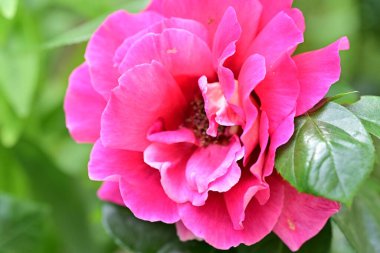 Bahçede açan güzel gül çiçeği, yakın.             