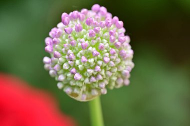 Bahçedeki küçük çiçeklere yaklaş. 