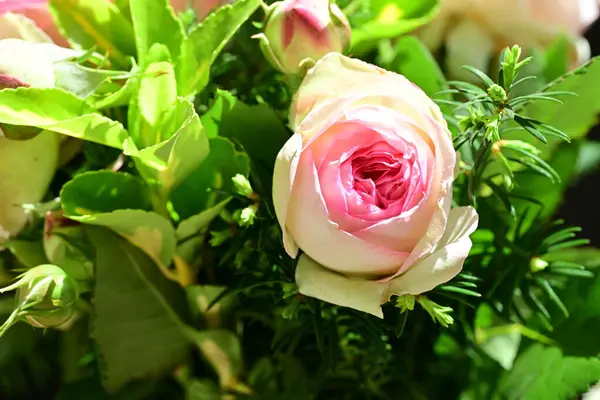 Koyu arkaplanda güzel pembe güller