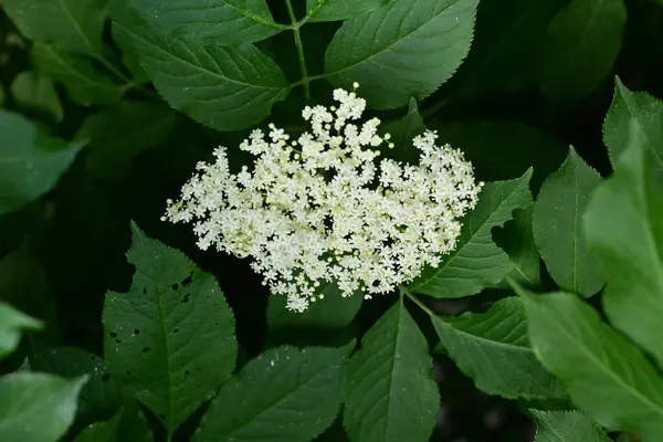 Yaz bahçesinde açan güzel çiçekler, doğa konsepti arka planı.