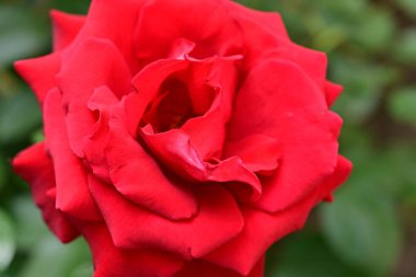 Bahçede açan güzel gül çiçeği, yakın.             