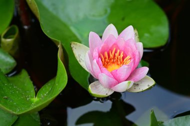 Gölette büyüyen nilüfer çiçeği