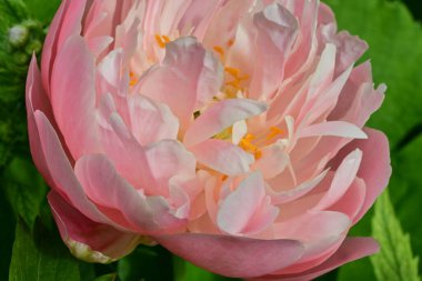 Bahçede açan güzel pembe şakayık çiçeğinin yakın plan görüntüsü