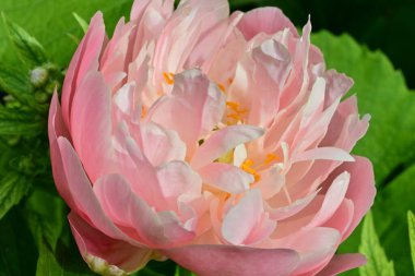 Bahçede açan güzel pembe şakayık çiçeğinin yakın plan görüntüsü