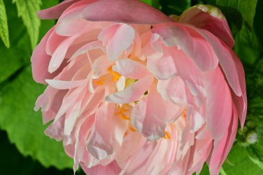 Bahçede açan güzel pembe şakayık çiçeğinin yakın plan görüntüsü