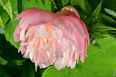 Bahçede açan güzel pembe şakayık çiçeğinin yakın plan görüntüsü