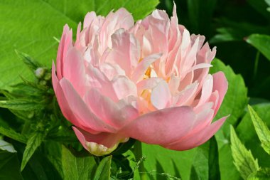 Bahçede açan güzel pembe şakayık çiçeğinin yakın plan görüntüsü