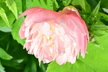 Bahçede açan güzel pembe şakayık çiçeğinin yakın plan görüntüsü