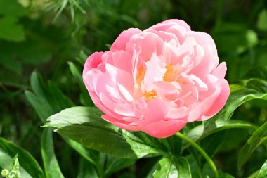 Bahçede açan güzel pembe şakayık çiçeğinin yakın plan görüntüsü