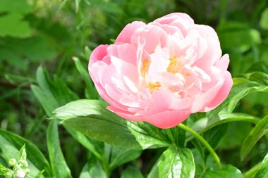 Bahçede açan güzel pembe şakayık çiçeğinin yakın plan görüntüsü