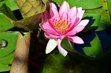 Gölette büyüyen nilüfer çiçeği