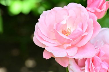 Koyu arkaplanda güzel pembe güller