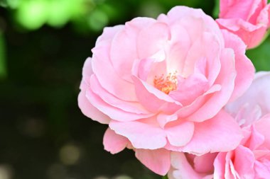 Koyu arkaplanda güzel pembe güller