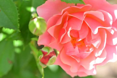 Koyu arkaplanda güzel pembe güller