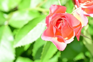 Koyu arkaplanda güzel pembe güller