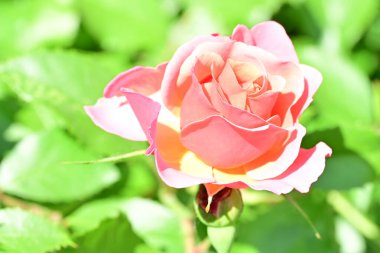 Bahçedeki güzel gül çiçeği