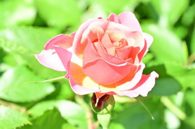 Bahçedeki güzel gül çiçeği