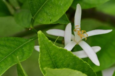Bahçedeki güzel beyaz çiçeklerin yakın görüntüsü