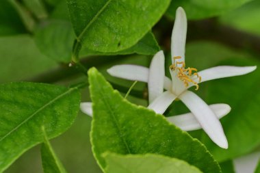 Bahçedeki güzel beyaz çiçeklerin yakın görüntüsü