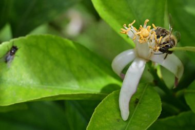 Güzel çiçeklere yakın, yaz konsepti. 