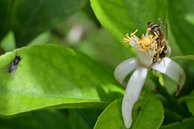 Güzel çiçeklere yakın, yaz konsepti. 
