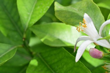 Bahçedeki güzel beyaz çiçeklerin yakın görüntüsü