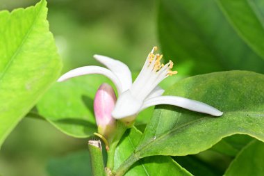 Bahçedeki güzel beyaz çiçeklerin yakın görüntüsü