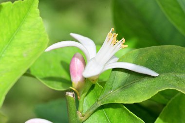 Bahçedeki güzel beyaz çiçeklerin yakın görüntüsü