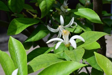 Bahçedeki güzel beyaz çiçeklerin yakın görüntüsü