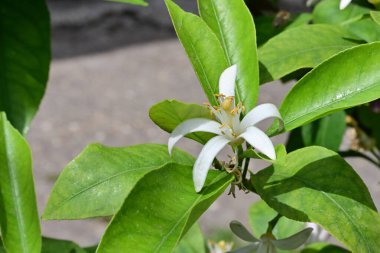 Bahçedeki güzel beyaz çiçeklerin yakın görüntüsü