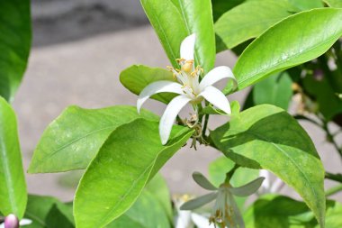 Bahçedeki güzel beyaz çiçeklerin yakın görüntüsü