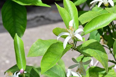 Bahçedeki güzel beyaz çiçeklerin yakın görüntüsü