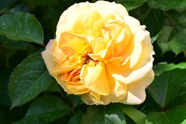 Bahçedeki güzel gül çiçeği